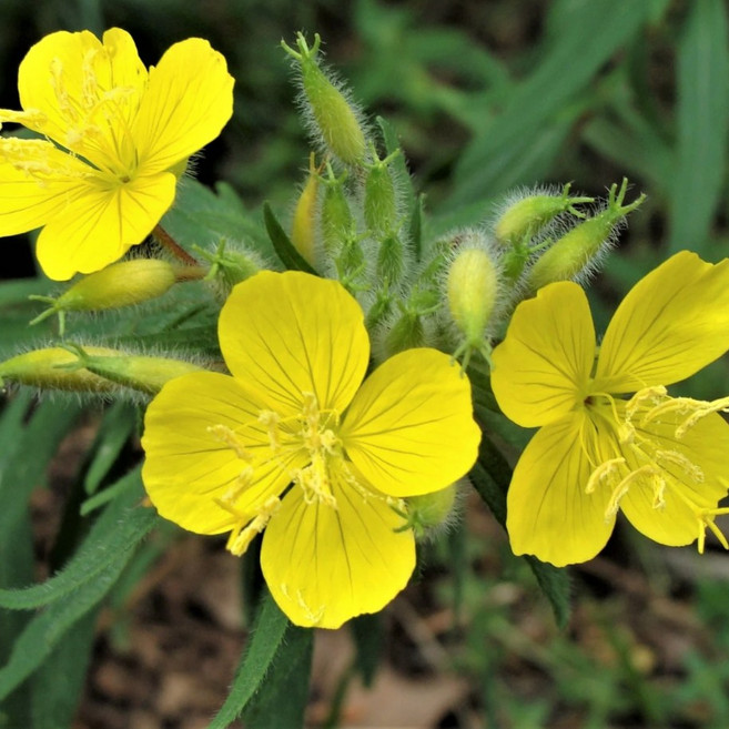 황금낮달맞이 향달맞이, 1개