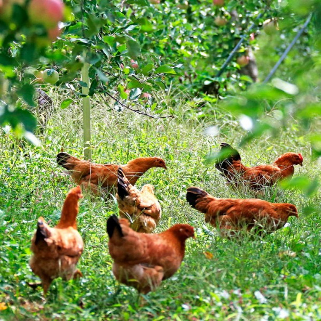 토종닭 2kg내외 백숙용 생닭 [티백증정] 시골토종 생닭 [오후5시이전 주문시 당일발송], 2kg, 1개
