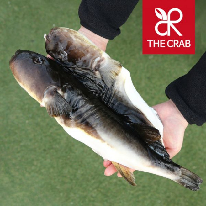 동해안 자연산 참복 밀복 3kg 주문즉시 손질한 손질 복어 복어회 선물추천, 1개, 냉동 밀복 3kg (2-4미)