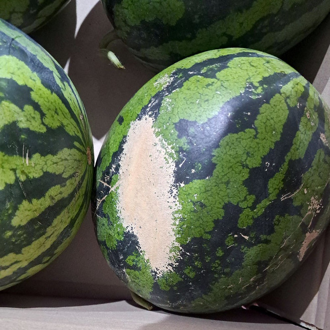 고령 함안 꿀 수박 여름수박 고창수박 고령 수박 한통 함안 수박 택배 맛있는수박, 1개, 9kg 이하 못난이