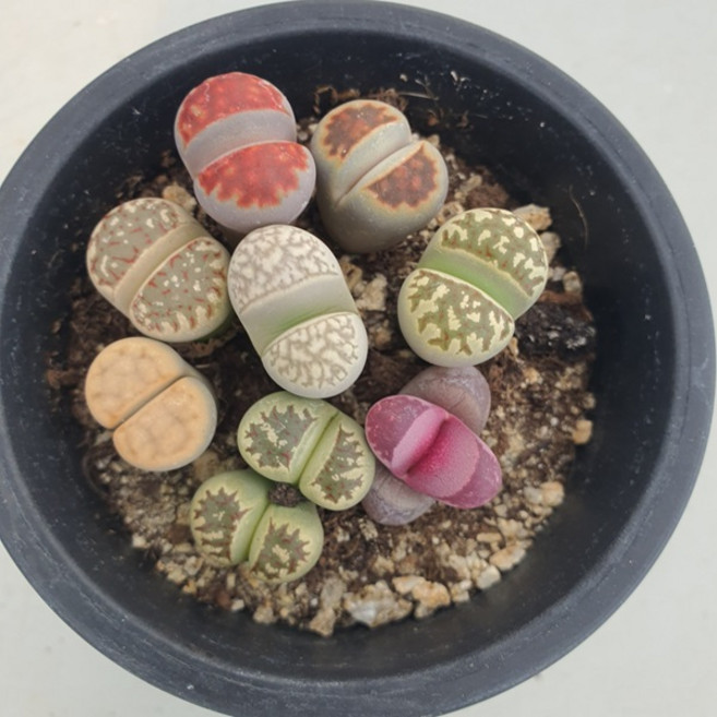 [앨리다육코리아] 작은 돌 사이에서 피어나는 생명의 신비 리톱스 모듬 화분크기 7.5cm