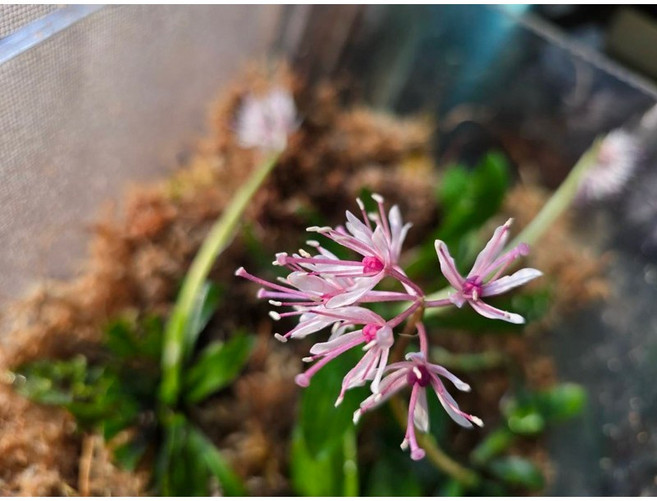 雨林植物 觀葉植物 苔蘚微景觀盆栽, 1個, 胡麻花（裸根寄送,不一定有花朵）,1株-大小約5-15公分（隨機出貨）