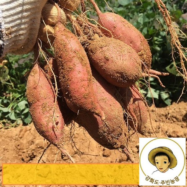 강화 호박고구마 강화도 호풍미 강화도 주빈농장 강화 속노랑고구마 정직하게 직접재배, 1박스, !!추천!!주빈농장 호박고구마 호풍미 왕고구마 10kg