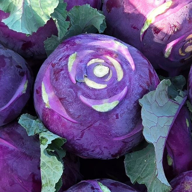 아삭한 제주 햇 콜라비 소과, 1개, 2kg