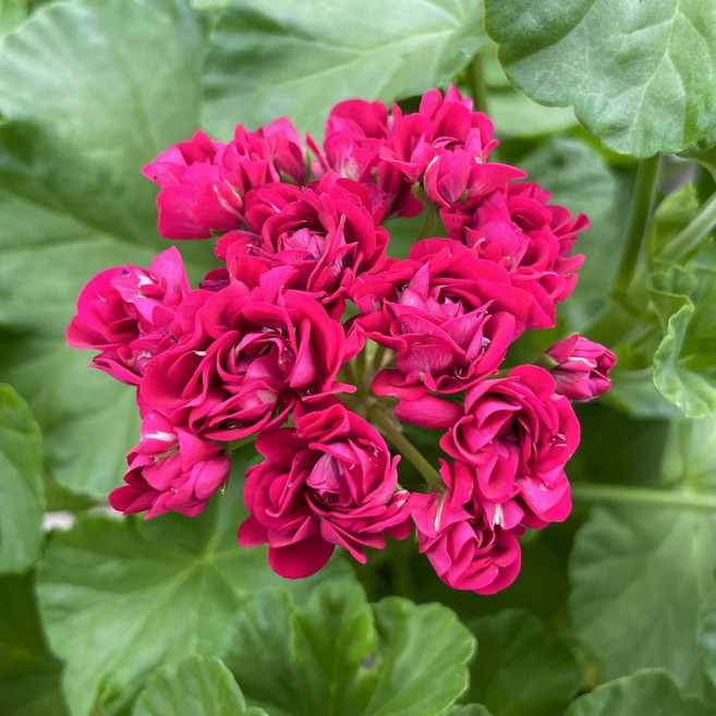 플럼램블러제라늄 1+1 로즈버드 유럽제라늄, 2개