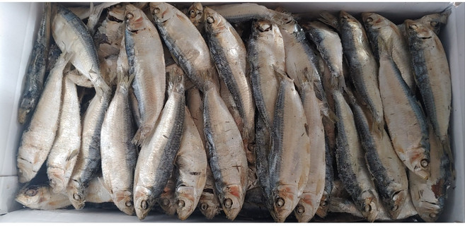 아름건어물 국물 육수용 디포리 밴댕이 1.5kg [식당 업소용], 1개