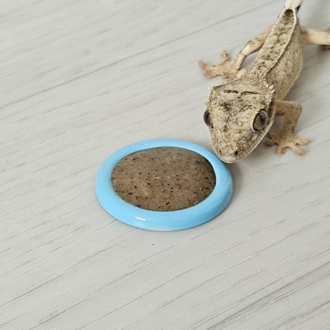 크레스티드 게코 이지클린 슈퍼푸드 밥그릇, 1개, 스카이