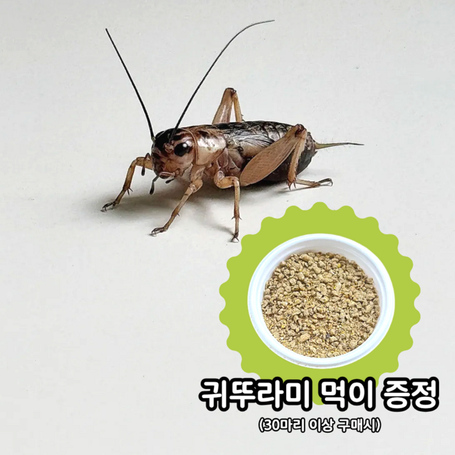 (안전포장) 봉투로 주세요 귀뚜라미 소량 파충류 먹이용 쌍별귀뚜라미 소 중 도마뱀먹이, 30개, 소, 1개
