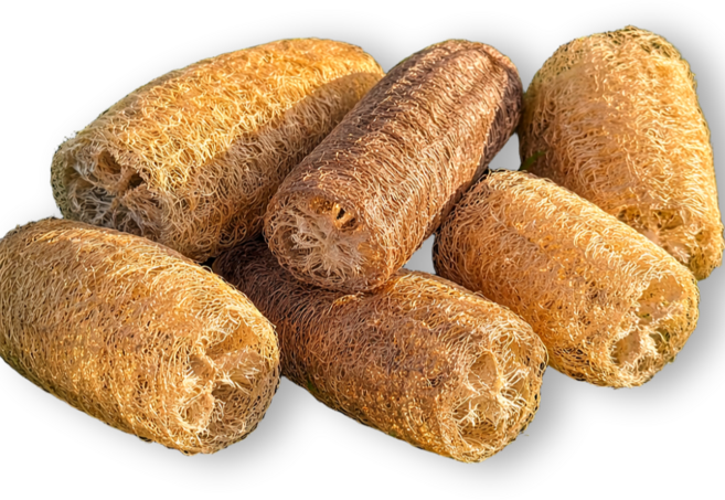 태평농원 국산 유기농 천연수세미 컷팅, 1개, 6개입