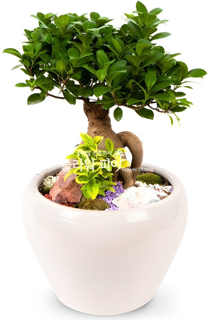 플라워피아 개업화분 집들이 승진 취임선물 공기정화식물 관엽식물 축하 인테리어, 1개, 인삼벤자민(테이블용-일반형)