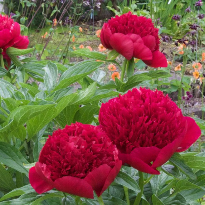 작약 개화주 볼오브뷰티 로마 가데니아 더치스 더 네무스 런던 레드매직 레이디안나 바츠첼라 사라버나드 셀렉트 알러티에 탑헷 핑크하와이안코랄 코랄참, 1개