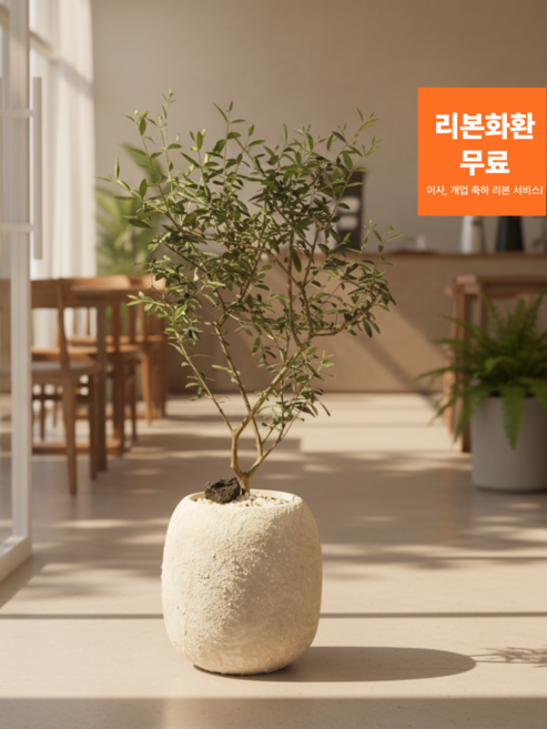 올리브 외목대 관엽식물 대형 반려식물 키우기 플랜트메이트