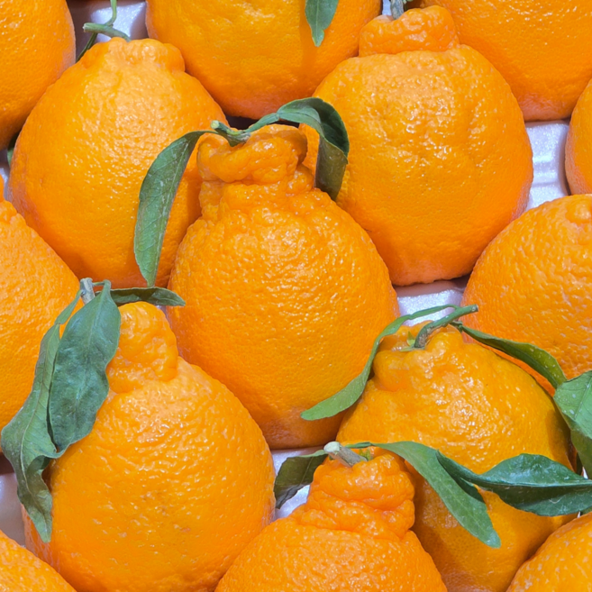 고당도선별 제주 한라봉 초신선 특가세일, 1개, 5kg 중대과 (15~23과)