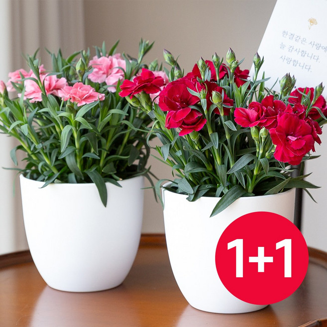 피플랜트 1+1 어버이날 향기 카네이션 화분세트 생화카네이션 꽃다발 꽃바구니 스승의날 꽃 선물, 1개, 레드 향카네이션 2개+화분 2개+감사카드 2개