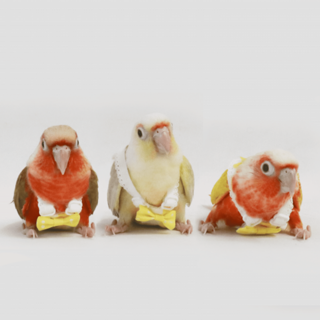 앵무새 기저귀(하네스) (XS/S/M/L), S