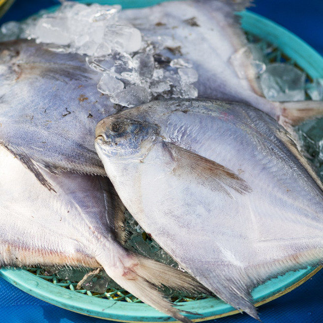 국내산 자연산 급냉 손질 병어 6미, 1개, 500g