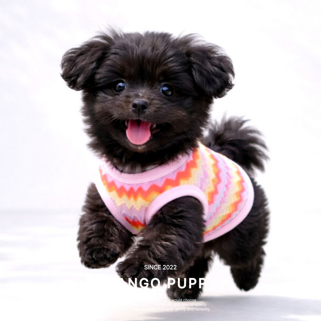 망고퍼피 여름 해충방지 통기성 좋은 강아지 옷 쿨링 티셔츠, 1개, 핑크