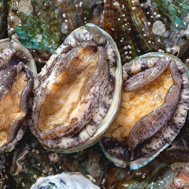 (배터짐) 영양만점 냉동 손질 세척 완도 활 전복 80미 (일요일&당일발송), 냉동 완도 활전복 2kg 80미, 1개, 2kg