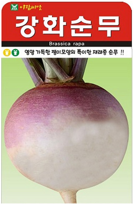 SN월드 뿌리 채소 씨앗, 강화순무
