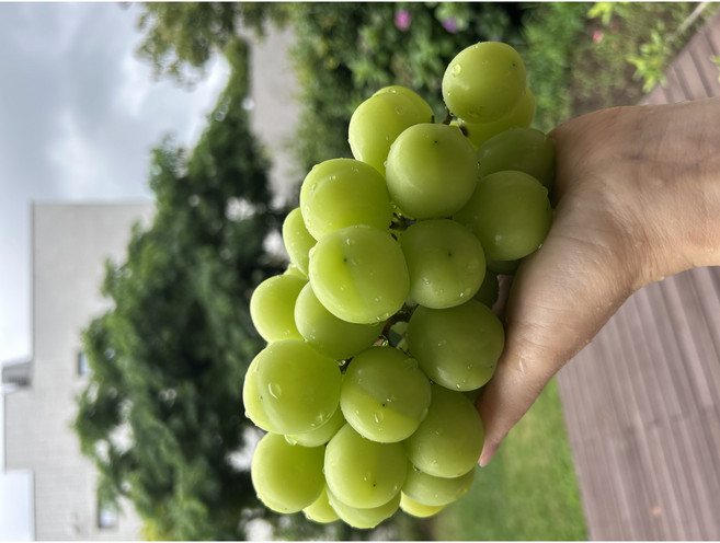 특품 프리미엄 고당도 샤인머스켓 씨없는 청포도, 1박스, 2.4kg