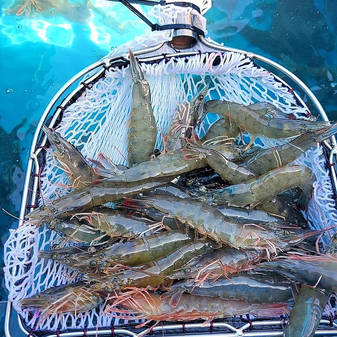 자연순수 국내산 신안 활 흰다리새우 (30-40미 내외) 산지 직송! 탱글한 식감의 프리미엄 새우, 1개, 1kg