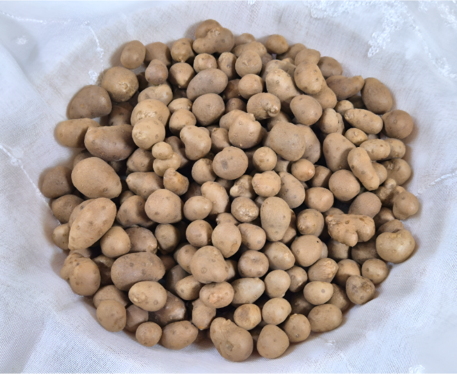 안동 햇 마씨(영여자) 마씨앗, 1개, 3kg