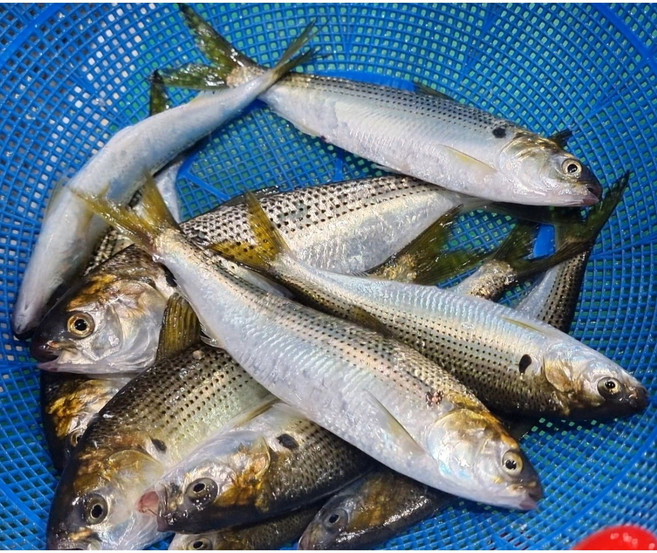 유튜브 수아아빠 전어 회 1kg [원산지:국산(경상남도 거제시)], 뼈없는필렛, 워터에이징, 1개