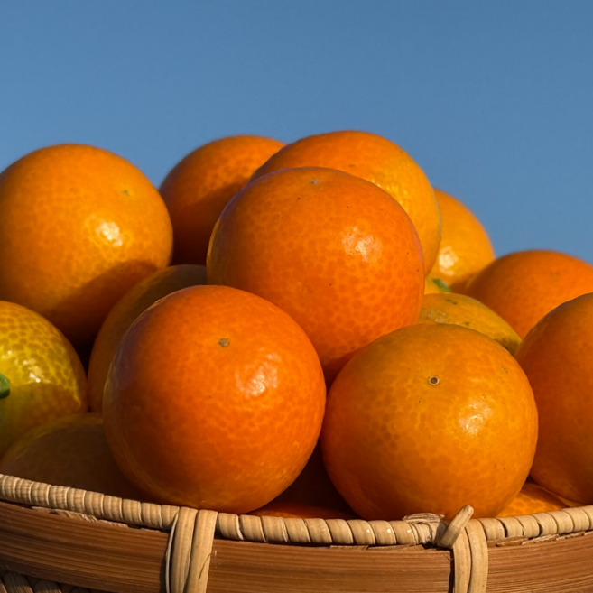 마누엘컴퍼니 제주 금귤 낑깡, 1개, 대 500g