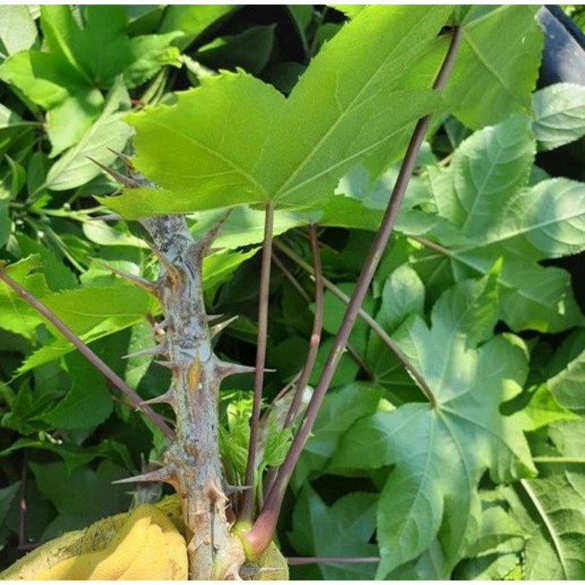 광일농원 약용수 일반 엄나무 묘목 2주 묶음, 2년생(50cm), 2개