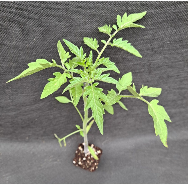 미소화원농장 대추방울 토마토 빨강 노랑 모종 열매채소 키우기