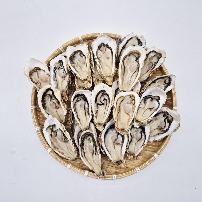 통영굴 하프셀 1상자 (24~28미 / 1kg 이상), 1세트, (24~28미)