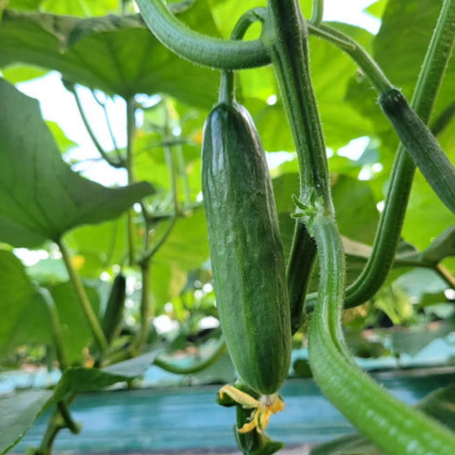 신미농장 미니오이 당일수확 맛있는 다이어트 꼬마 스낵 미니오이 직접생산 농장직배송, 1개, 2kg