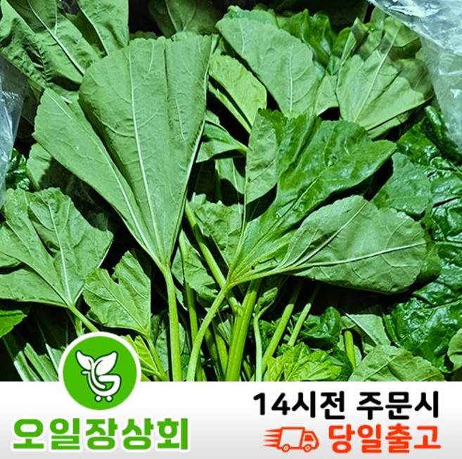 ( 오일장 상회 ) 국내산 아욱 1KG 4KG, 1박스