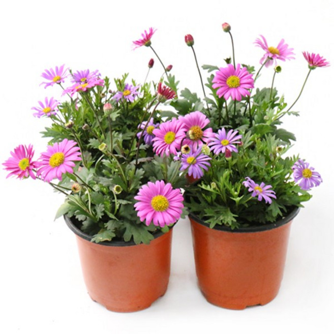 갑조네 사계국화(랜덤) 야생화 노지월동 다년초 화초, 1개, 랜덤