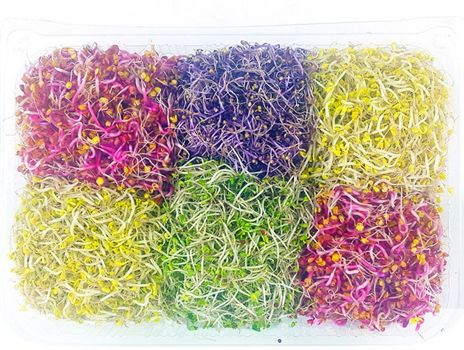 자연미가 새싹채소 6종모듬 500g x1팩 /SJ 부드럽고 아삭한 새싹야채. 비빔밥 샐러드 다양한 음식에 첨가~, 1개