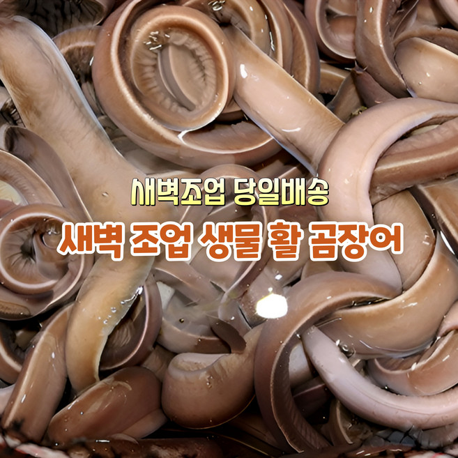 [산지직송] 국내산 자연산 남해안 새벽조업한 생물 곰장어 1kg 10~13미. 1kg 18~20미 양념소스증정 1박스, 새벽조업한 생물 곰장어 1kg 10~13미