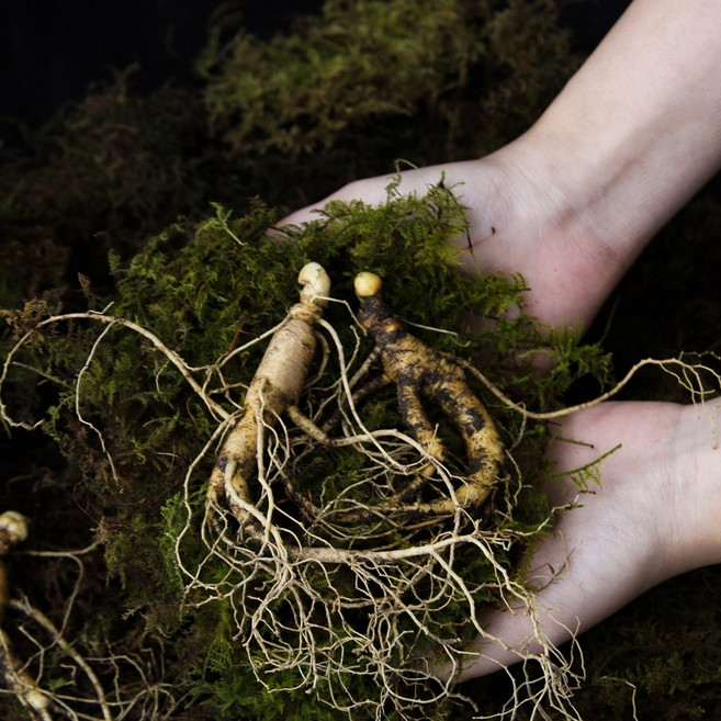 강원도 횡성 장뇌삼 자연삼 산양삼 6년근 건강용 옵션:20-30뿌리 10-15뿌리 7-10뿌리, 1세트, 100g