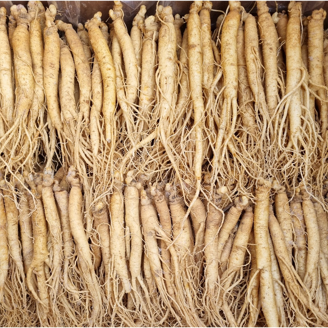 삼계탕용 깨끗한A급 삼계 300g/500g/1kg 수삼 6년근 무료택배 무료세척 인삼, 500g, 1박스