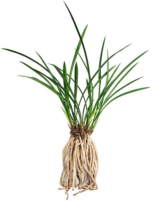 동양란 모음(철골소심 산천보세 대훈 황금채홍 황룡금 태양금 산천조 대국관 금기관 천금 오성금 황금일향 가와사끼 팔보기전 금기 일향금 영양난석세트), 01. 철골소심(6-7촉)