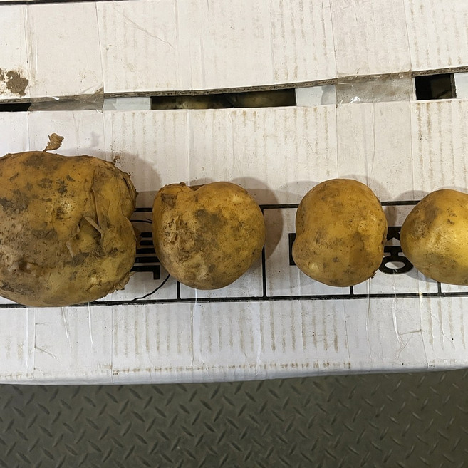 [제니네 제철과일] JE 산지발송 햇 감자, 1개, 중 2kg(50-80g)