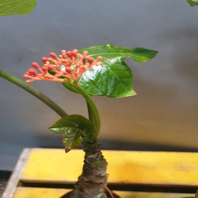 에덴농원 자투르바(주황색 꽃이피는 아이에요) 독특해요, 1개