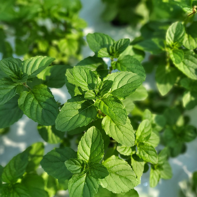 페퍼민트 1팩 100g 허브 [농장직접생산], 1개