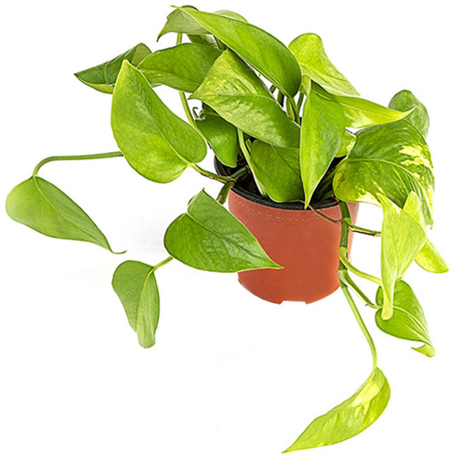 그린테라피 실내공기정화식물 관엽 모종 미세먼지제거, 스킨답서스, 1개