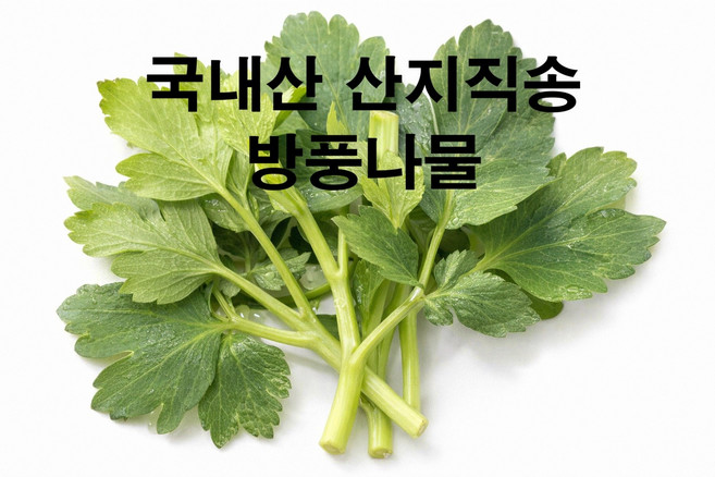 [오늘상회] 국내산 산지직송 방풍나물, 1박스, 500g