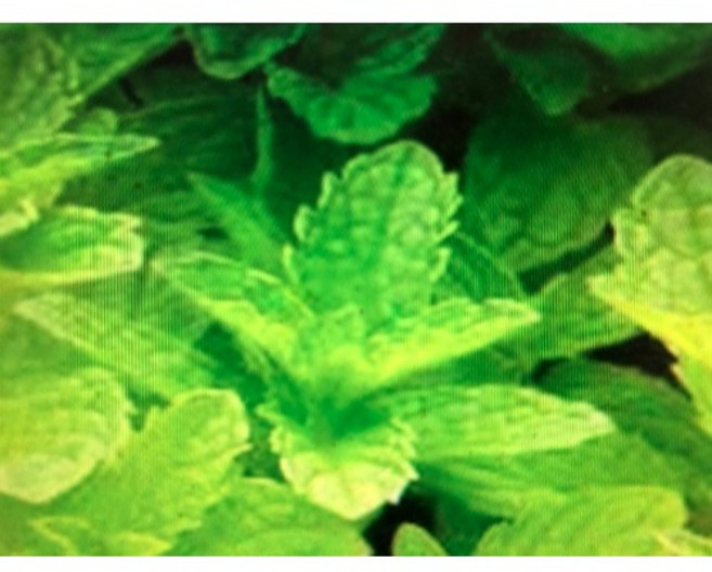 澳洲ND胡椒薄荷精油 Peppermint Essential Oil 1t原裝罐, 1個