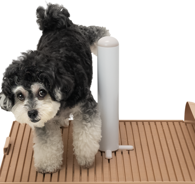 독톡 배변판 전용 봉봉이 수컷 강아지 마킹, 코코아밀크, 1개