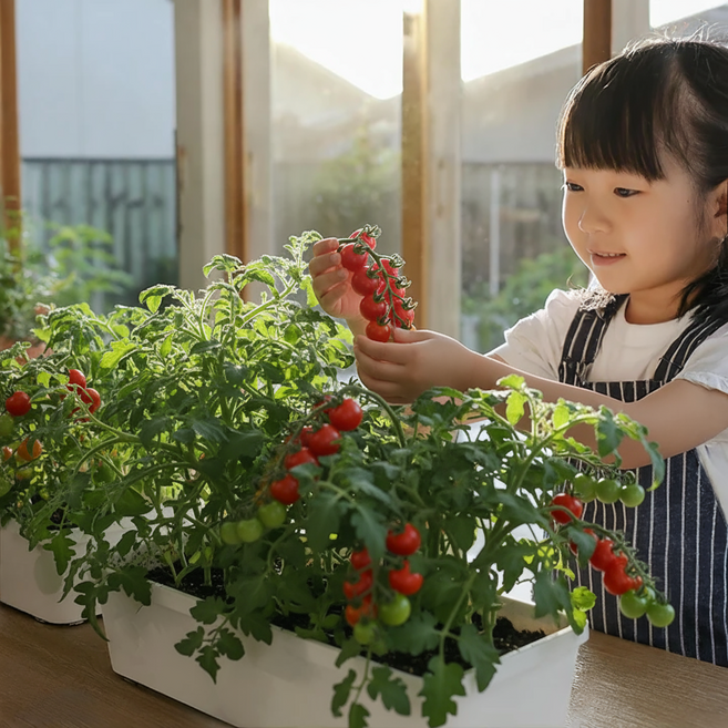 파머시카 방울토마토키우기 베란다텃밭 화분 세트, 앉은뱅이 방울토마토