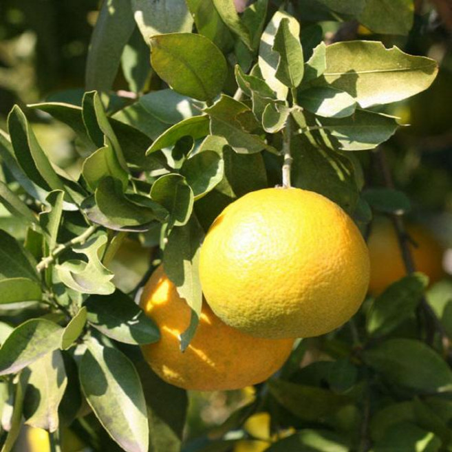 유실수 묘목/귤나무 하귤나무(아마나스)/ 접목 2년 KJ1855