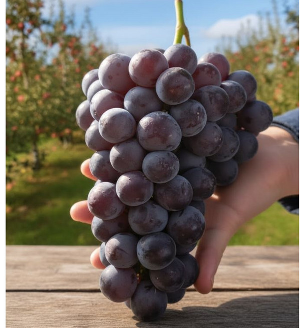 동명팜 국내산 경북 세르단 겨울 포도 당도선별, 500g 2송이