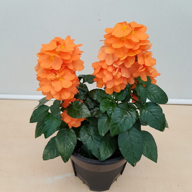 [용이네 화원] 주황색 화사한 꽃이 피는 크로산드라 169 화원 농원